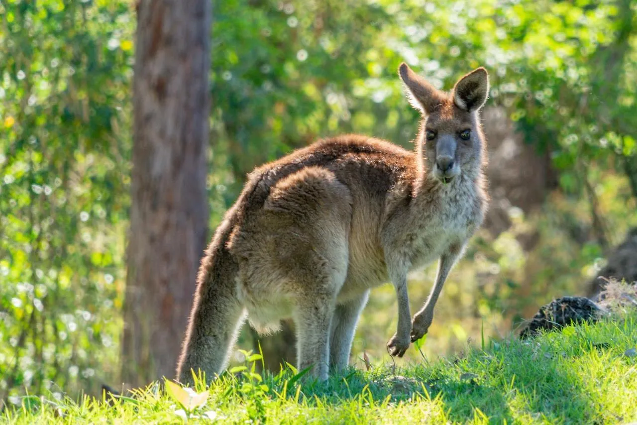 Willa Little Mountain Retreat Caloundra